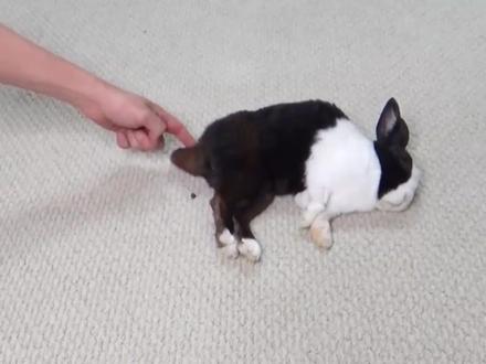 兔子尾巴有个神奇开关,一碰就“冒豆”,主人:拉欢乐豆呢!