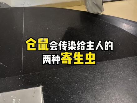 仓鼠会传染给主人的两种寄生虫 #仓鼠 #金丝熊 #仓鼠寄生虫 #仓鼠驱虫#仓鼠脏不脏