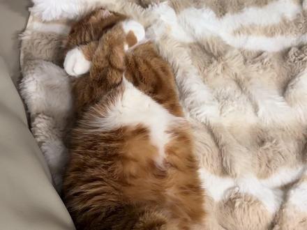 一套动作下来好丝滑#胖橘 #煤气罐