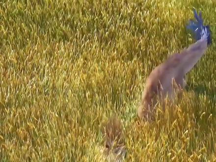 霸王龙称霸的热血场面,动画迷别错过!👀🔥 #恐龙当家