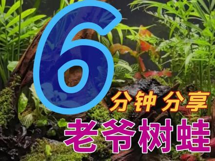 老爷树蛙生态雨林缸制作过程#老爷树蛙 #雨林生态缸造景 #雨林缸造景