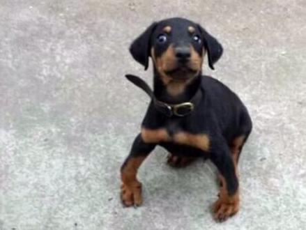 大家知道佝偻病么?不知道的赶紧收藏吧。#宠物医生汤爸