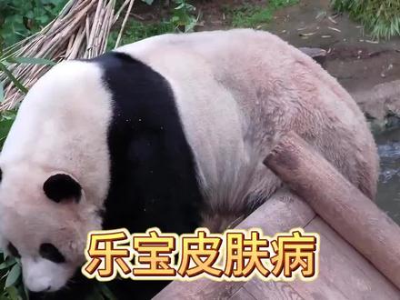 姜爷爷回应乐宝皮肤病#乐宝