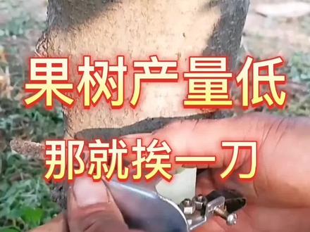 #果树管理 果树环剥能够促进花芽分化和提高果实品质,不同树种可采取环割,环扎或倒贴皮的方式。环割就是指割断树皮,不剔除韧皮部,伤口能快速恢复。有问题的朋友评论区留言@抖音小助手 #新疆