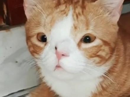 不懂就问,这是瞄界的唐氏综合征吗?#猫咪 #谁能拒绝傻憨憨的小猫咪 #小咪会赶走你一天的疲惫