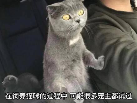 猫咪“伸手”触碰你,不是因为饿了,有这些原因