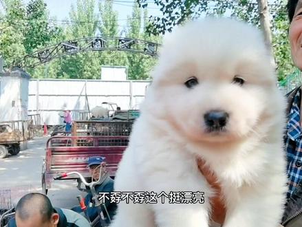 都是萨摩耶你会选择哪种#萨摩耶 #狗狗 #热门 #原创