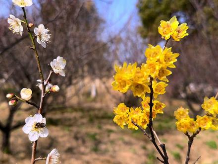 梅花是中国人的精神图腾吗? #梅花 #国花