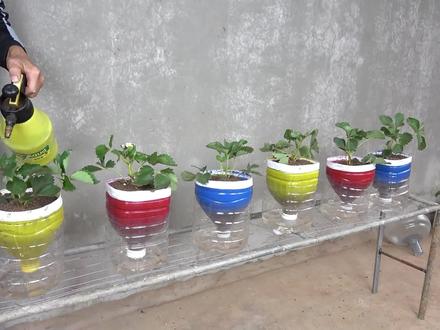 不花一分钱,在家制作液体肥料,任何植物都可以使用,简单快速! #营养液 #液体肥料 #养花 #种菜 #家庭种植