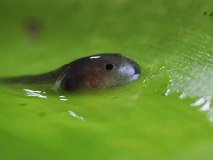 小妈妈找蝌蚪#箭毒蛙 #动物世界 #好吃