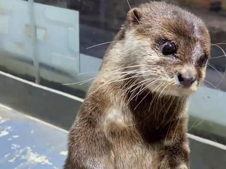 一个不穿底裤的人,是永远不会被人尊重的#底线 #动物