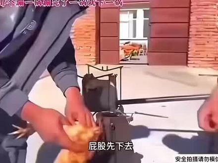 笑死!鸡呢?#憋住不准笑