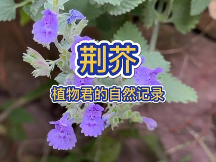 #一点植物学# 荆芥,这是真的荆芥,不是河南朋友说的“荆芥”。也是猫薄荷,不是薄荷。