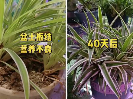 垃圾桶捡一盆营养不良的金边吊兰,经过拯救,40天后长势喜人 #养花小知识 #金边吊兰