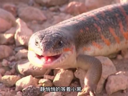 黑肥尾蝎的生存之旅:躲过石龙子伏击,最终却与变色龙同归于尽 #黑肥尾蝎 #变色龙 #奇妙的动物 #沙石龙子