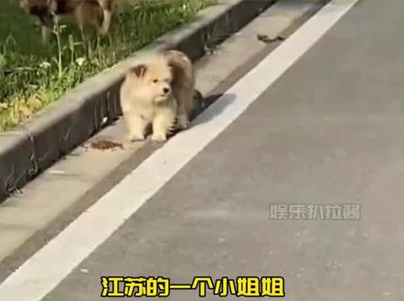 最后被救助,救助的人说 小白真的是把一只最听话最干净的小狗给小姐姐了。