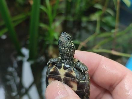 秋季乌龟经常生的病,乌龟感冒和肺炎的治疗方法,秋天养龟注意事项,乌龟冬眠前经常出现的龟病与处理方法,鸫龟先生养龟视频 #鸫龟先生 #乌龟冬眠