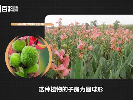蕉芋——一种被称为“美人蕉”的植物#蕉芋