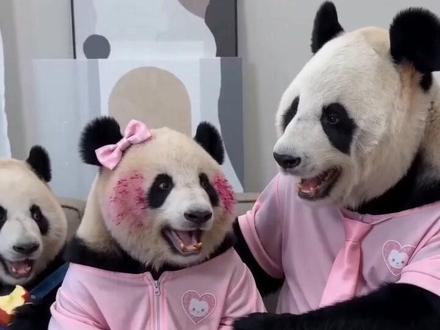 相亲相爱的一家🐻,津教授你有点肉麻哟😂#大熊猫莽小五#大熊猫莽仔#大熊猫津柯#AI狗粮吐槽时刻 #随变APP