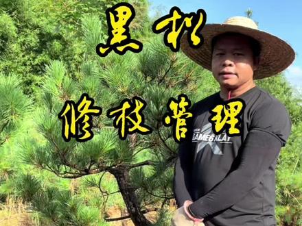 七月黑松疏枝逼芽控针管理
#黑松 #盆景制作 #日本黑松