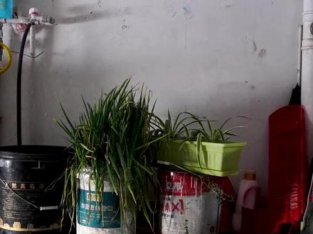 鸭血鸡血配羊脑做一顿主食,血旺羊脑面,没翻车,这顿饭太馋人了