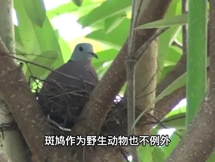 斑鸠不会筑巢?随处可见的斑鸠能不能吃,吃斑鸠的危害很大吗?