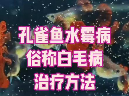#孔雀鱼#孔雀鱼水霉病俗称白毛病治疗方法