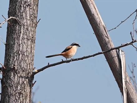 拍到棕背伯劳,说最温柔的话做最狠辣的事,特有的捕猎技巧好凶残 #观鸟 #鸟类