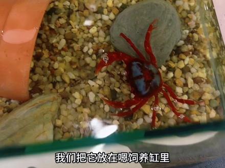 十元宠物系列第86期 蝴蝶蟹 #萌宠日常记录 #观赏蟹 #相手蟹 #蝴蝶蟹 #养宠人的快乐