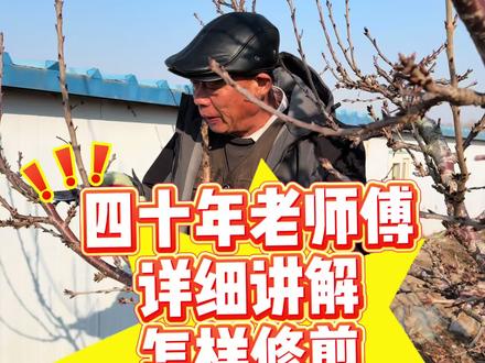 绿旺李元勤,详细讲解怎样修剪樱桃果树 #绿旺大樱桃 #修剪果树视频 #农村农活视频 #农村农活视频