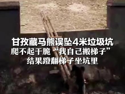 甘孜藏马熊误坠4米垃圾坑,爬不起干脆“我自己搬梯子”,结果蹬翻梯子坐坑里,民警老乡两次搭梯营救成功
