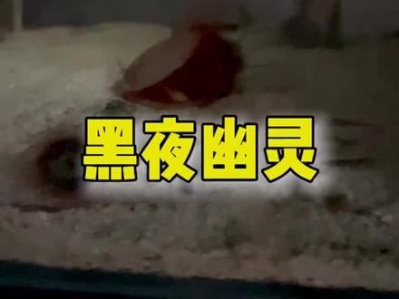 开启繁殖模式,把毒液无牙仔价格打下来#灯颊鲷 #发光鱼 #夜光鱼
