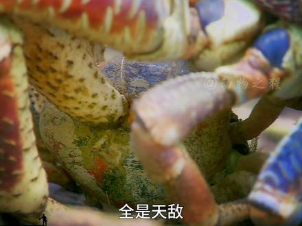 这是世界上最疯狂的生物入侵 #动物世界 #动物解说 #神奇动物
