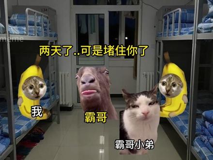布丁的高中生活#猫meme #内容过于真实
