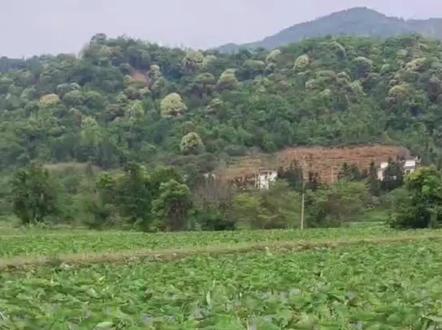 180亩槟榔芋的全年规划,值得期待