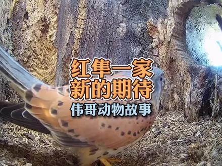 高清记录红隼抚育幼鸟,接连遭遇乌鸦、猫头鹰、大鵟还能成功吗?#鸟类实拍 #猛禽 #动物世界
