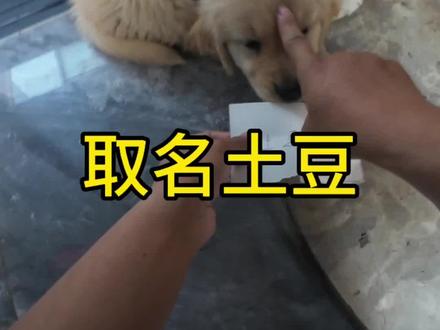 以后就叫你小土豆#狗狗#狗狗取名字 #萌宠出道计划 #金毛