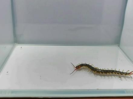 蜈蚣被蚂蚁发起群攻,是奋力求生还是坐等吞噬,大战开始了 #雷龙鱼 #鼠鱼 #奇妙的动物 #爬宠 #爬宠日常 #猛鱼 #观赏鱼 #养鱼日记 #家有爬宠 #鱼缸里的大自然