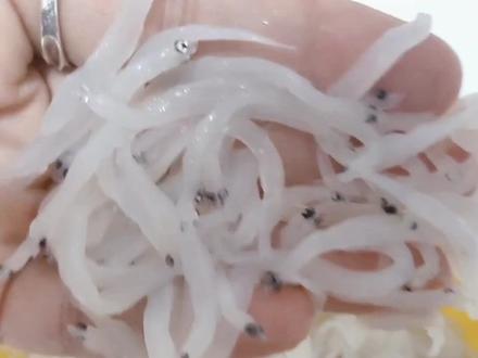 海里小银鱼科普:
小银鱼一定是越小才越好,越大越便宜, 有一种:面条鱼,长的很小银鱼很像,但是个头很大,价格也不贵, 很多人拿来冒充大银鱼!
#小银鱼#海鲜