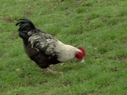 8-1 卵生与胎生 (小鸡的孵化过程)#科学育儿 #科学养鸡