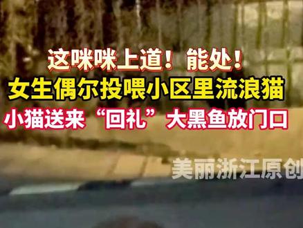 #流浪小猫给女生送来大黑鱼当回礼!网友:这咪咪能处。(来源@美丽浙江)