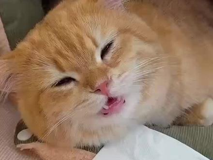 猫濞支上岸很简单
#猫鼻支#猫咪#猫咪打喷嚏#新手养猫#养猫经验分享