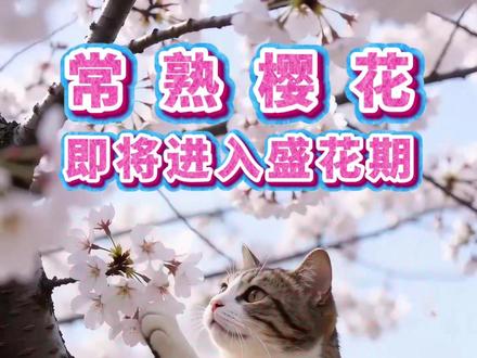 温馨提醒,2026年常熟颜港街樱花,预计本周末进入盛花期,欢迎双休来常熟赏樱花,这里不要门票哦