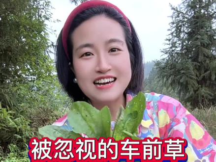 老一辈叫它癞蛤蟆衣,嫩叶涮火锅晒干泡茶清凉解渴 #车前草 #野菜吃法#山野植物
