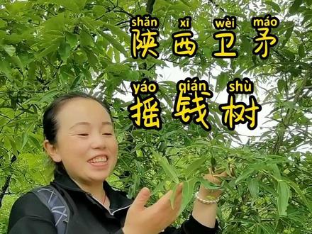 陕西卫矛,别名摇钱树,长这样你见过吗?