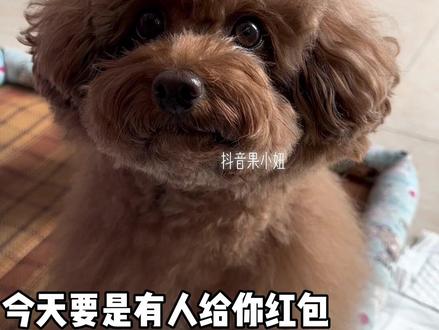 带狗子回村后,一个爱财如命、一个太乖巧懂事了吧!#萌宠出道计划