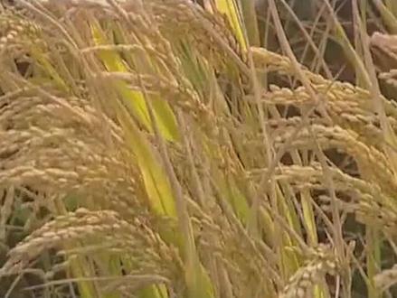 七千年前的河姆渡人,为何拥有现代科技手段?难道是外星来客? #考古 #历史 #河姆渡