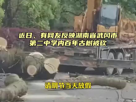 湖南一学校古树遭盗砍,校长:树龄300年,系国家二级保护对象#古树