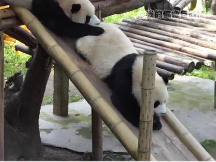 #大熊猫渝爱 是个智商情商双高的宝宝呀!