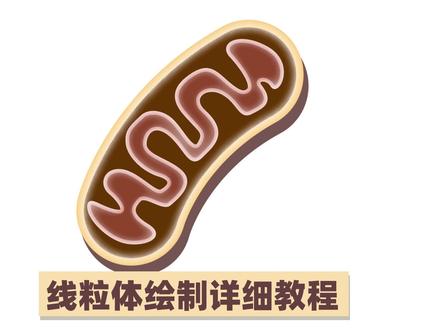 保证学会系列:手把手教你掌握AI绘图常用工具绘制线粒体及不同病理环境下表示方式
#ai #插画 #绘图 #细胞 #医学 #科研 #涨知识 #学习 #sci论文